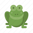 amphibian, frog, animal, toad