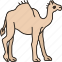 camel, animal, desert, mammal, ride