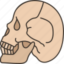 skull, human, bone, burial, dead