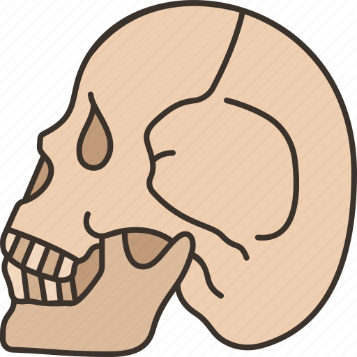 Skull, human, bone, burial, dead icon - Download on Iconfinder