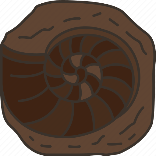 Fossil, ammonite, jurassic, prehistoric, archeology icon - Download on Iconfinder