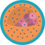 blastocyst, cells, embryo, fertilization, reproduction 