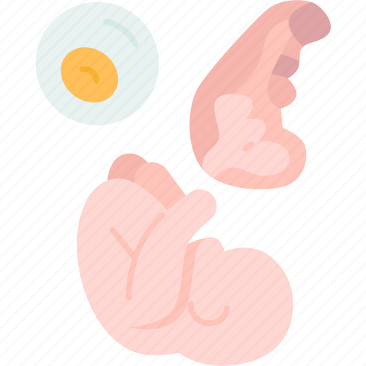 Embryology, fetus, pregnancy, reproduction, stage icon - Download on Iconfinder