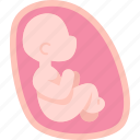 fetus, womb, baby, embryo, childbirth