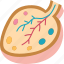 ovary, structure, egg, cell, female 