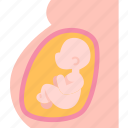 pregnancy, embryo, fetus, development, childbirth