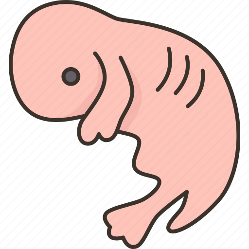 Embryo, mink, mammal, pregnancy, development icon - Download on Iconfinder