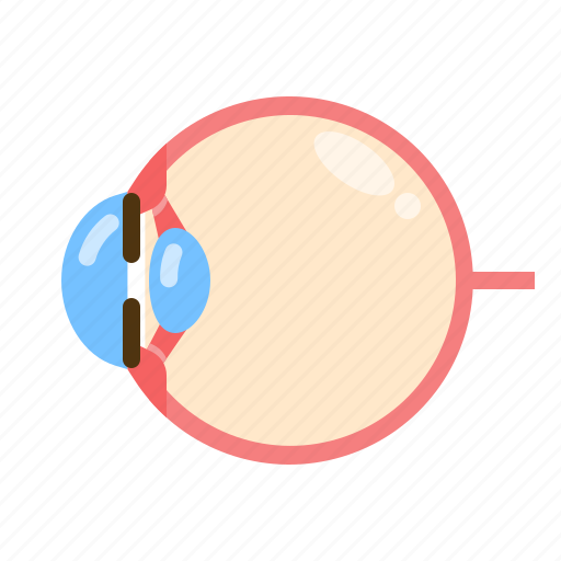 Eye, vision, anatomy, ophthalmology, eyeball, lens icon - Download on Iconfinder