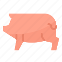 animals, farm, pig, pork