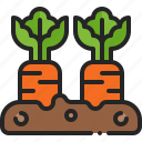 vegetable, raised, bed, carrot, growth, plant, gardening