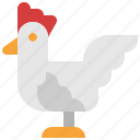 chicken, hen, animal, livestock, poultry, rooster, cock