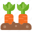 vegetable, raised, bed, carrot, growth, plant, gardening 