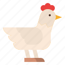 animal, chicken, farm, hen