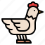 animal, chicken, farm, hen 