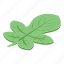 figs, leaf, isometric 