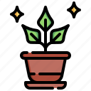 potted, plant, flower, pot, farming, gardening, household