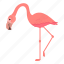 exotic, flamingo, pink, bird 