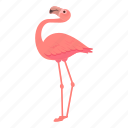 pink, flamingo, bird, tropical