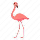 tropical, flamingo, pink, bird