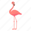 summer, flamingo, pink, bird 