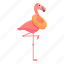 flamingo, animal, pink, bird 