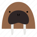 walrus, morse, sea animal, pinniped, animal, mammal, wild, head, face