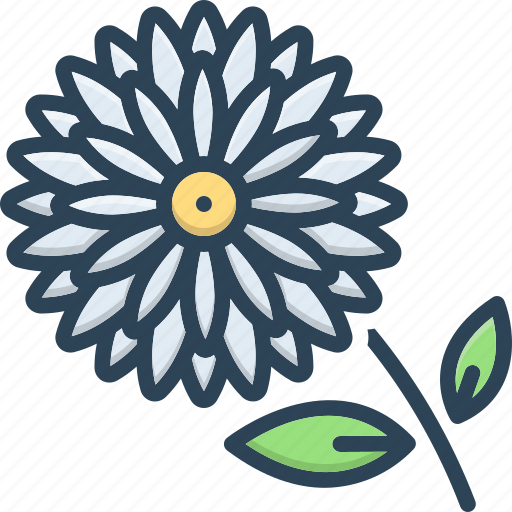 Blooming, camomile, chrysanthemum, daisy, flower, horticulture, marguerite icon - Download on Iconfinder