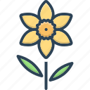 chrysanthemum, daffodil, flower, gladiolus, jonquil, narcissus, primrose