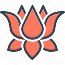 indian lotus, lotus, nelumbo, nenuphar, nymphaea, water lily, yoga