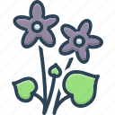 bellflower, blossom, blue, botanical, flower, pansies, violet flowers