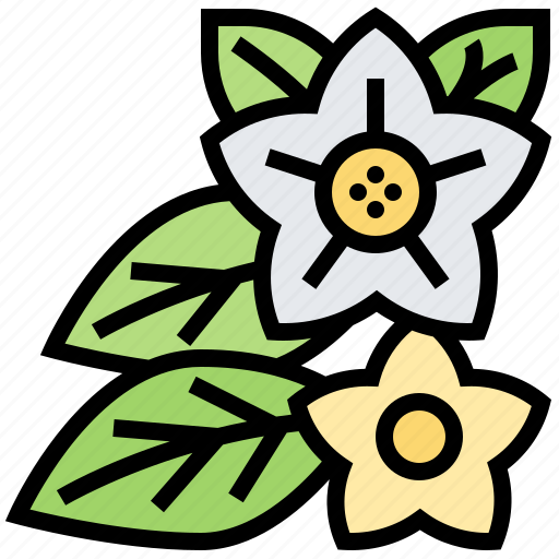 Aromatic, climber, flower, glabra, vallaris icon - Download on Iconfinder