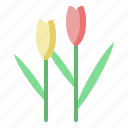 netherlands, tulip, holland, botanic, floral, flower