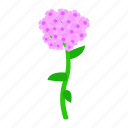 floral, flower, hydrangea, isometric, nature, plant, spring