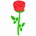floral, flower, isometric, nature, plant, red, rose