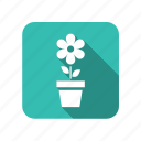 ecology, leaf, nature, environment, flower, potted plant, eco