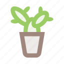 cactus, flower, flower pot, interior, plant, plant pot, pot