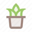flower, flower pot, herb, interior, leaf, plant pot, pot