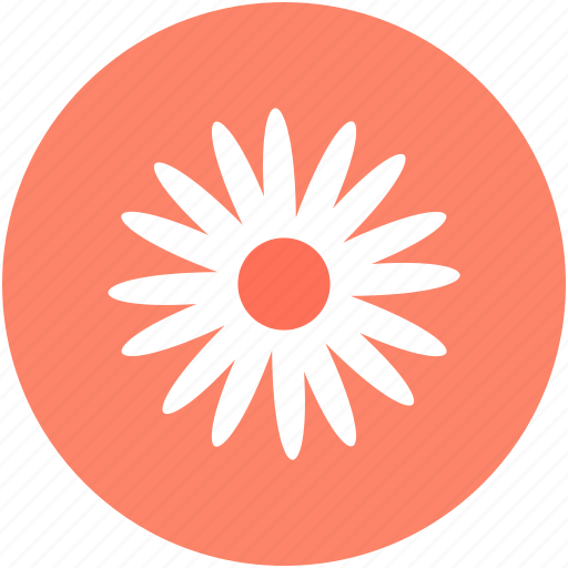 Beauty, flower, kousa dogwood, kousa flower, nature icon - Download on Iconfinder