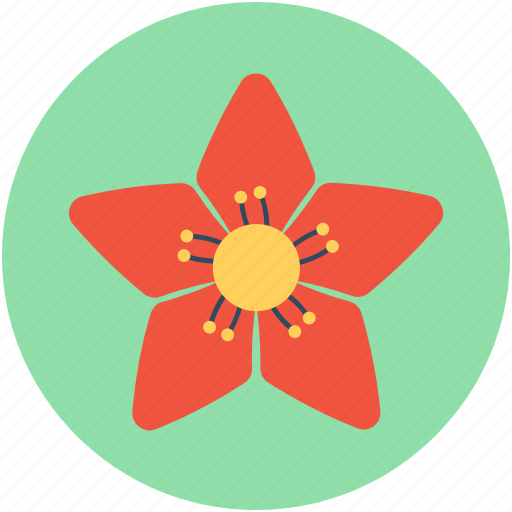 Bloom, blossom, christmas flower, decoration, poinsettia flower icon - Download on Iconfinder