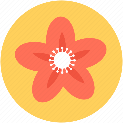 Beauty, flower, kousa dogwood, kousa flower, nature icon - Download on Iconfinder