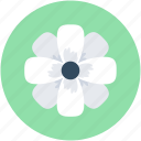 amaryllis, amaryllis flower, clematis, flower, holiday