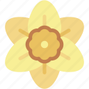 daffodil, flower, blossom, nature, petals, botanical, garden