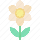 narcissus, botanic, botanical, blossom, plant, petals, flower, nature