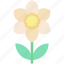 narcissus, botanic, botanical, blossom, plant, petals, flower, nature 