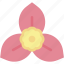 bougainvillea, floral, bloom, blossom, spring, plant, flower, nature 