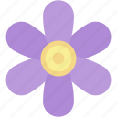 sisyrinchium, garden, bloom, blossom, plant, petals, flower, nature