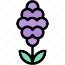 hyacinth, potted, plants, house, farming, gardening, botanical, decoration, nature