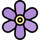 sisyrinchium, garden, bloom, blossom, plant, petals, flower, nature