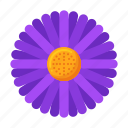 aster, flower, plant, nature