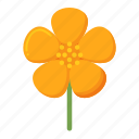 buttercups, flower, plant, nature